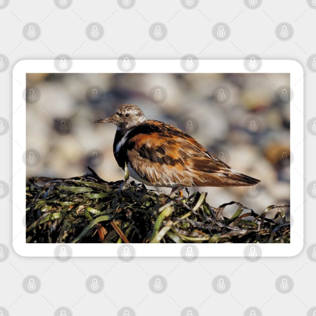 Ruddy Turnstone at the Beach Sticker by walkswithnature